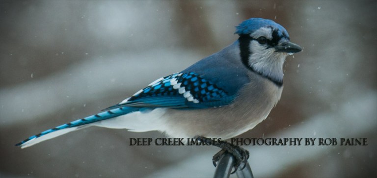   Photo by Rob Paine/Deep Creek Images/Copyright 2016