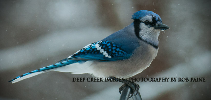   Photo by Rob Paine/Deep Creek Images/Copyright 2016