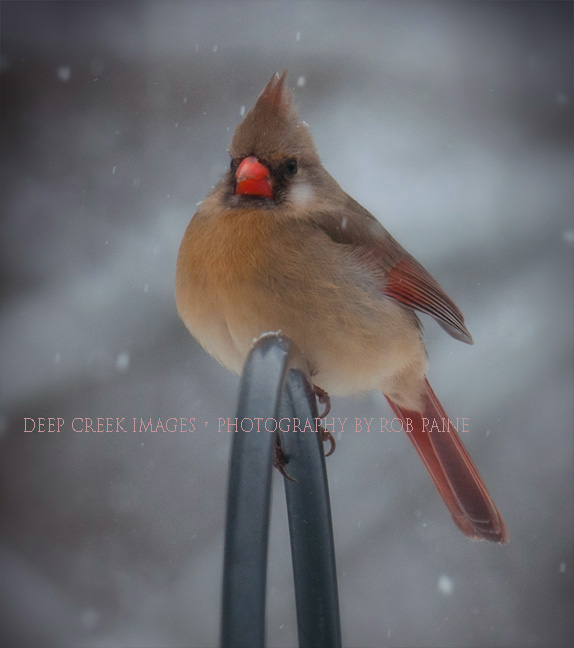   Photo by Rob Paine/Deep Creek Images/Copyright 2016