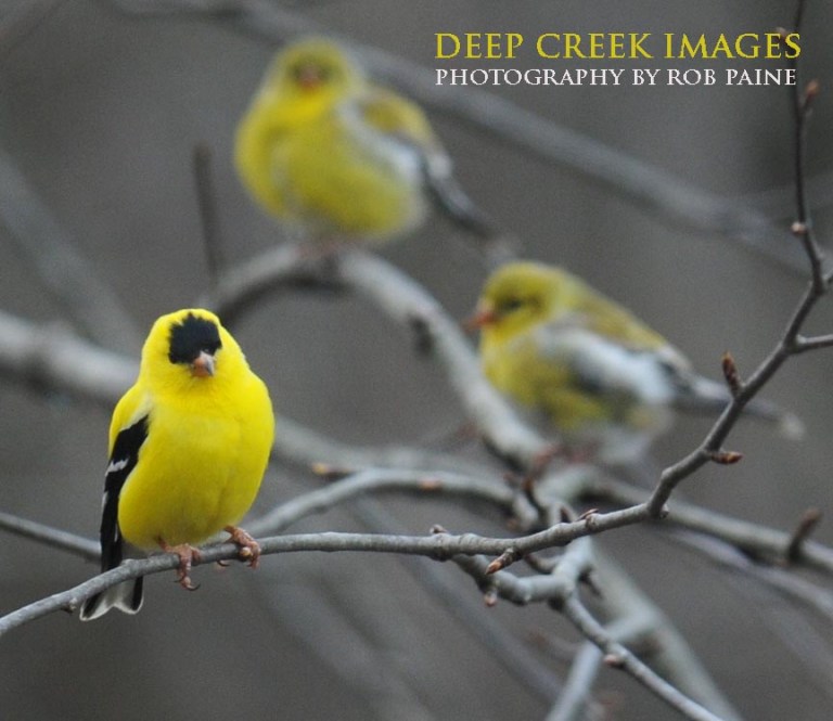  Photo by Rob Paine/Deep Creek Images/Copyright 2016
