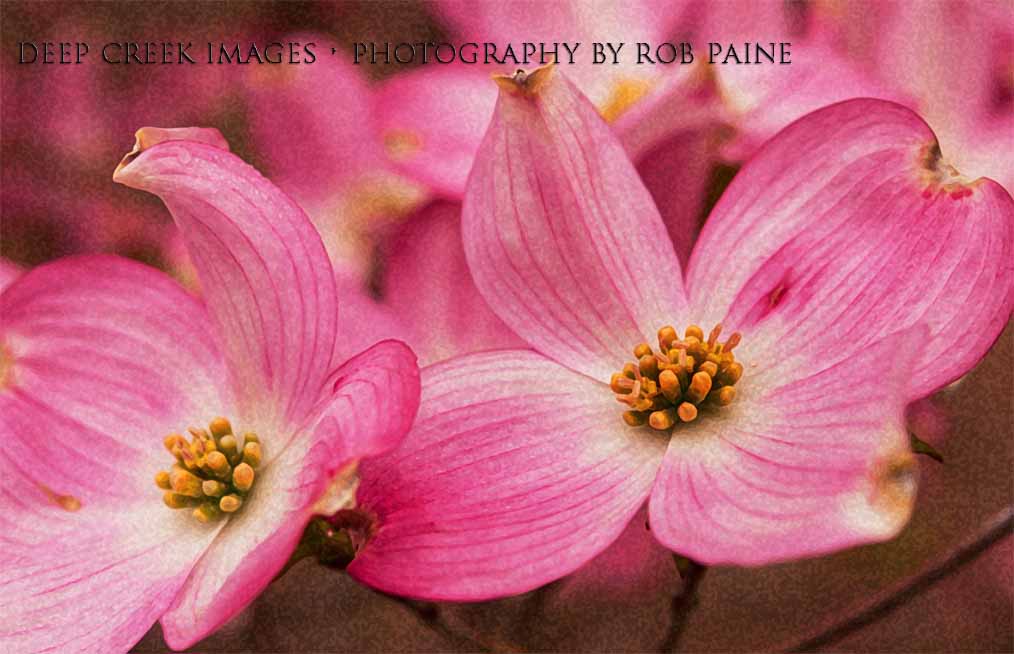  Photo by Rob Paine/Deep Creek Images/Copyright 2016