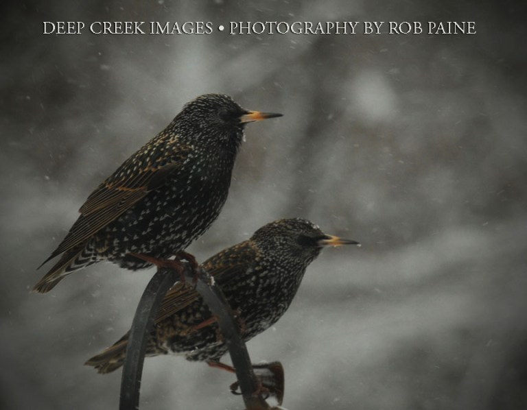  Photo by Rob Paine/Deep Creek Images/Copyright 2016
