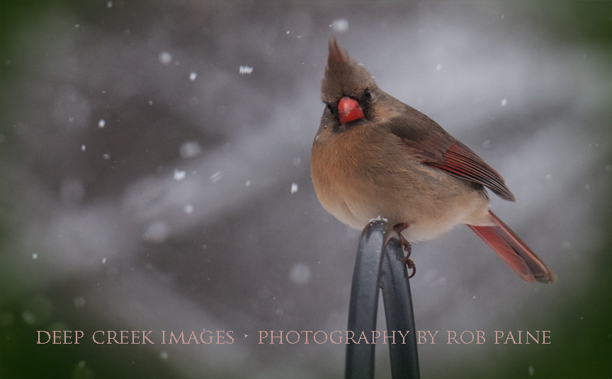   Photo by Rob Paine/Deep Creek Images/Copyright 2016