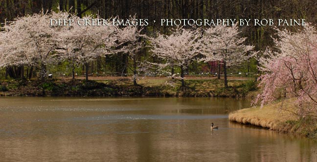   Photo by Rob Paine/Deep Creek Images/Copyright 2016
