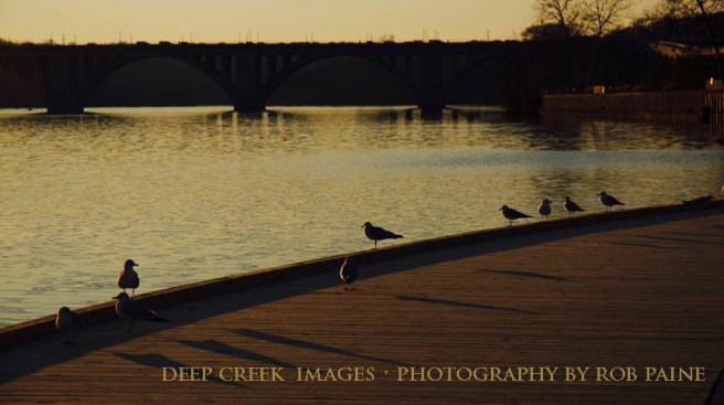  Photo by Rob Paine/Deep Creek Images/Copyright 2016