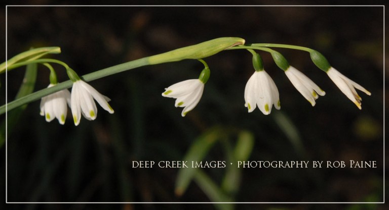rob paine growing in different directions
