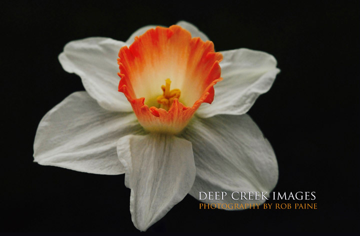   Photo by Rob Paine/Deep Creek Images/Copyright 2016