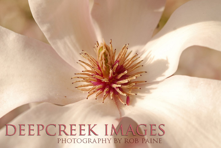  Photo by Rob Paine/Deep Creek Images/Copyright 2016