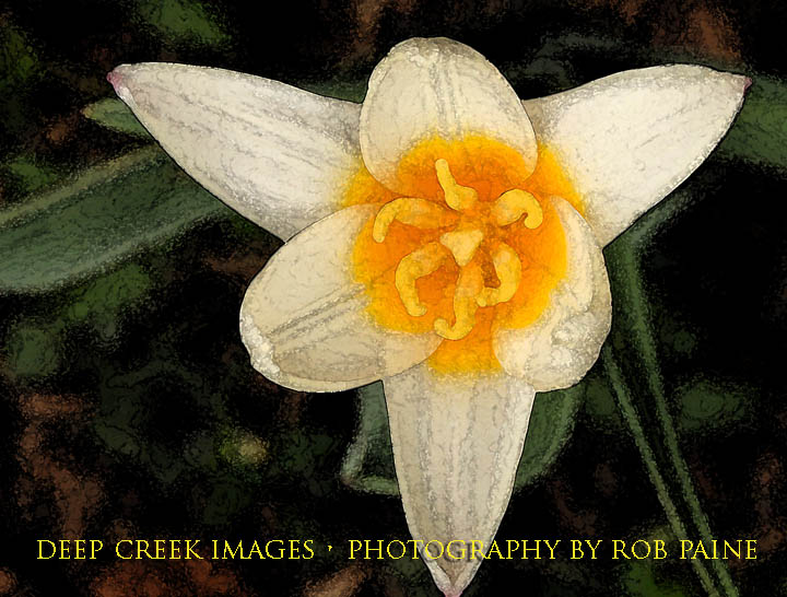   Photo by Rob Paine/Deep Creek Images/Copyright 2016