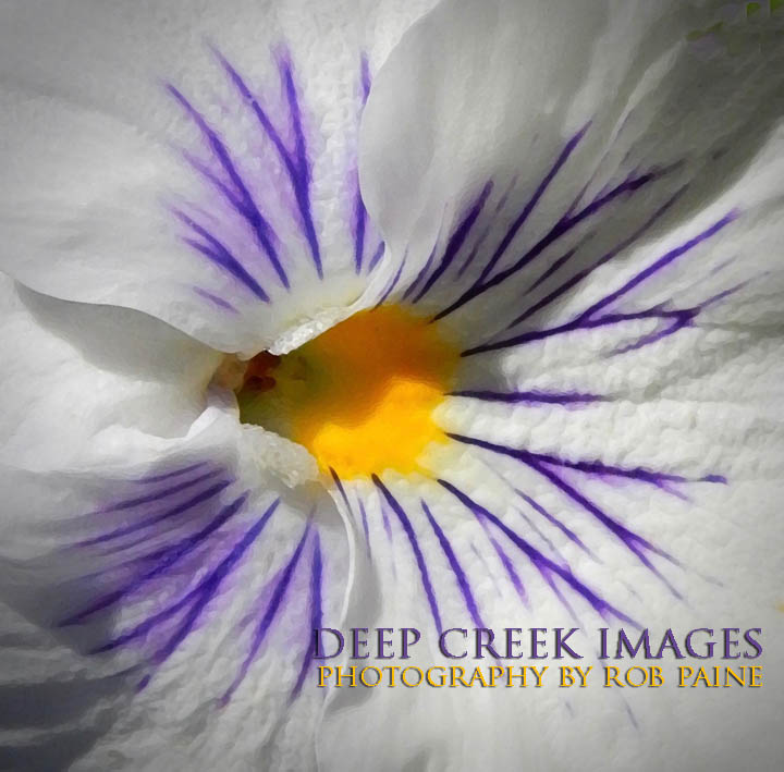   Photo by Rob Paine/Deep Creek Images/Copyright 2016