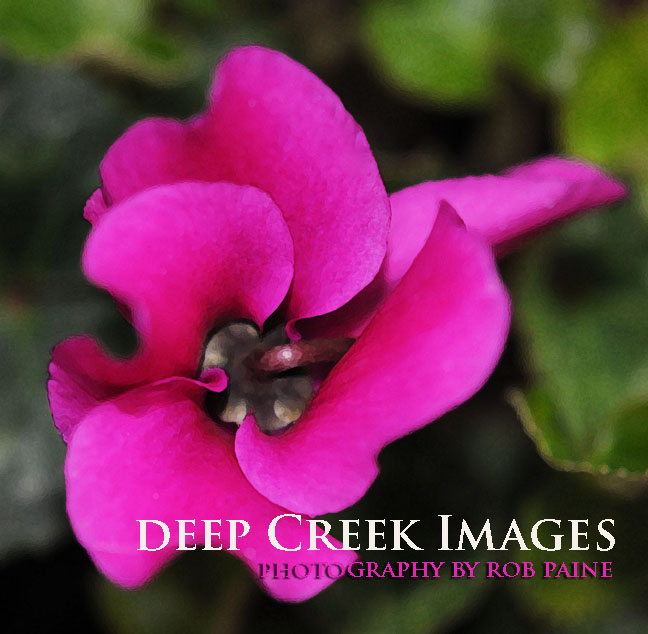   Photo by Rob Paine/Deep Creek Images/Copyright 2016