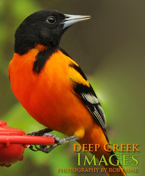  Photo by Rob Paine/Deep Creek Images/Copyright 2016