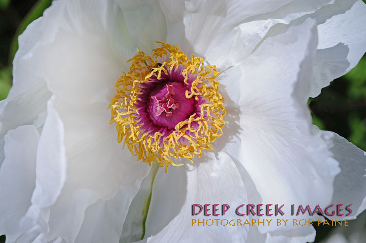   Photo by Rob Paine/Deep Creek Images/Copyright 2016