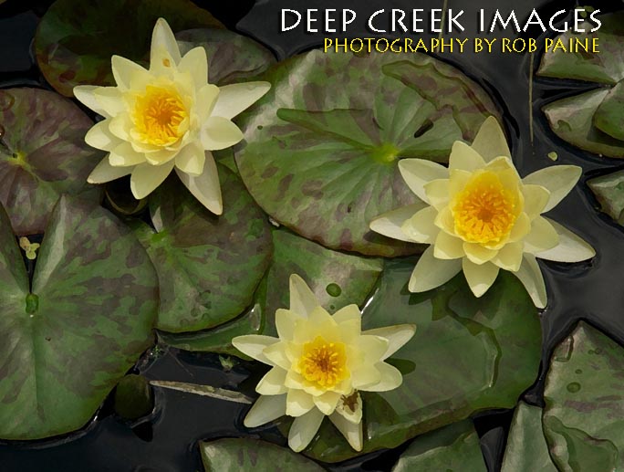  Photo by Rob Paine/Deep Creek Images/Copyright 2016