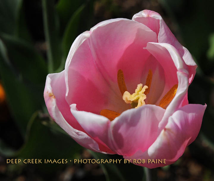  Photo by Rob Paine/Deep Creek Images/Copyright 2016