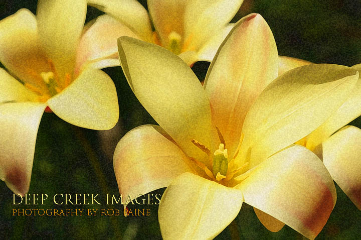  Photo by Rob Paine/Deep Creek Images/Copyright 2016