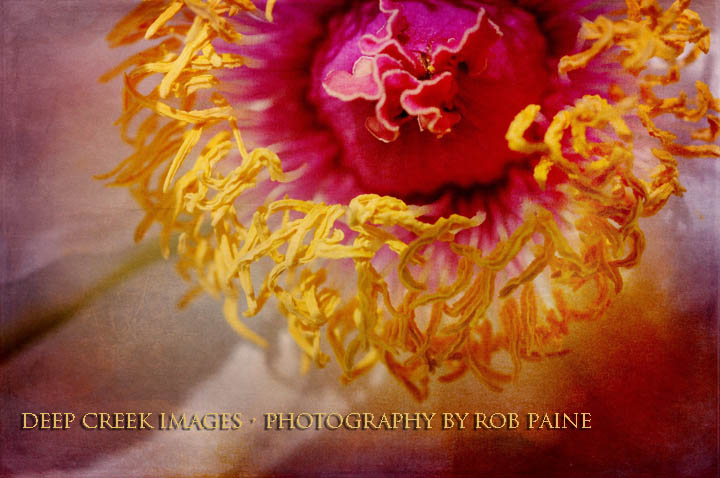  Photo by Rob Paine/Deep Creek Images/Copyright 2016