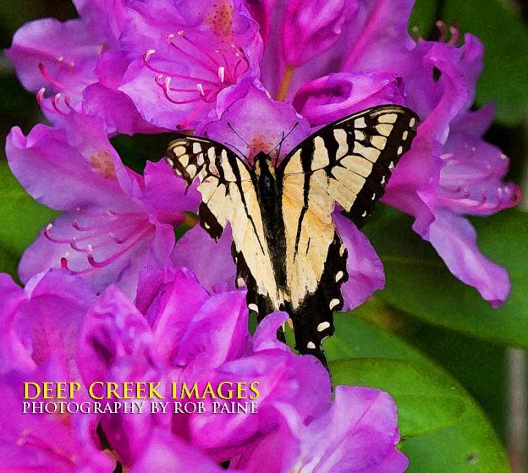  Photo by Rob Paine/Deep Creek Images/Copyright 2016