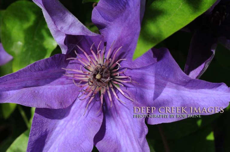 Photo by Rob Paine/Deep Creek Images/Copyright 2016