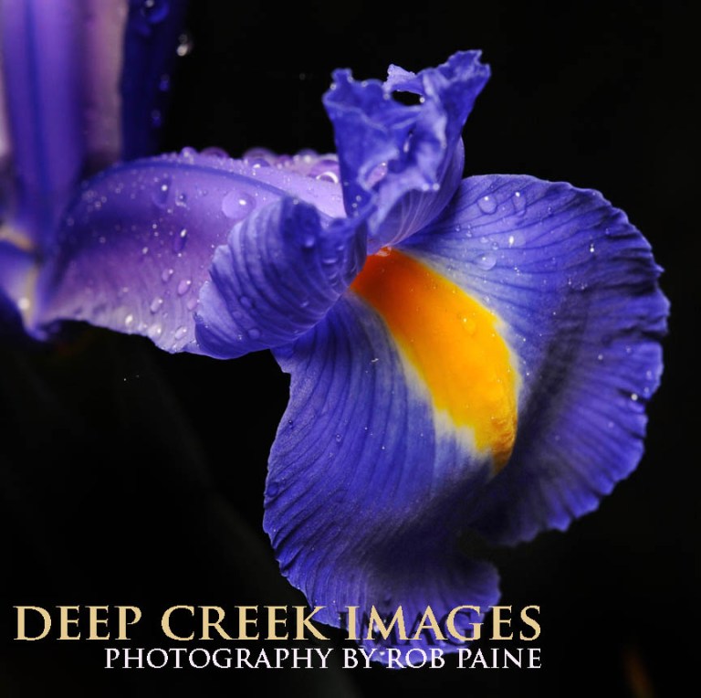 Photo by Rob Paine/Deep Creek Images/Copyright 2016