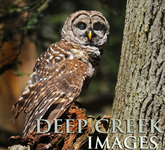  Photo by Rob Paine/Deep Creek Images/Copyright 2016