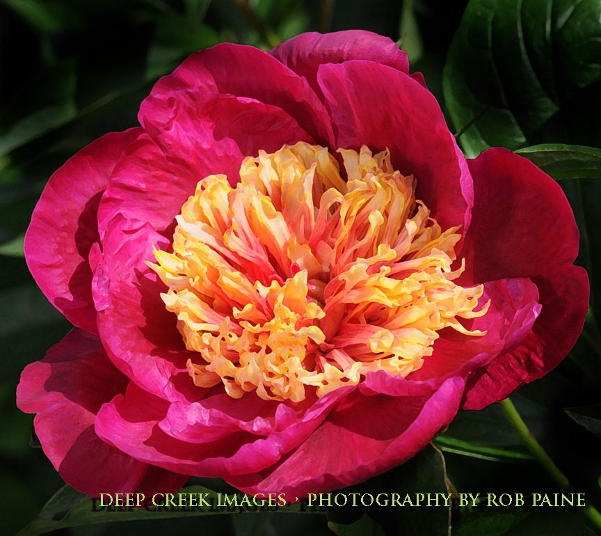 Pink and Yellow Flower, Green Spring&nbsp;Gardens