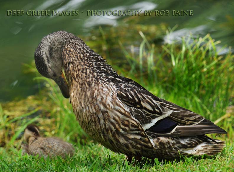 Photo by Rob Paine/Deep Creek Images/Copyright 2016