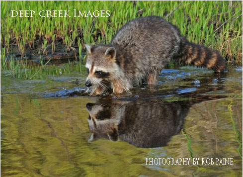 Photo by Rob Paine/Deep Creek Images/Copyright 2016