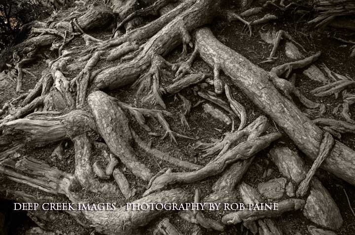  Photo by Rob Paine/Deep Creek Images/Copyright 2016