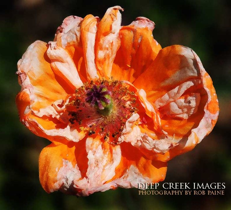 Photo by Rob Paine/Deep Creek Images/Copyright 2016