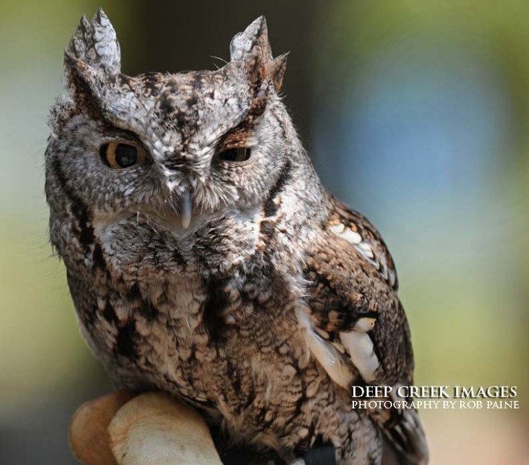 Photo by Rob Paine/Deep Creek Images/Copyright 2016