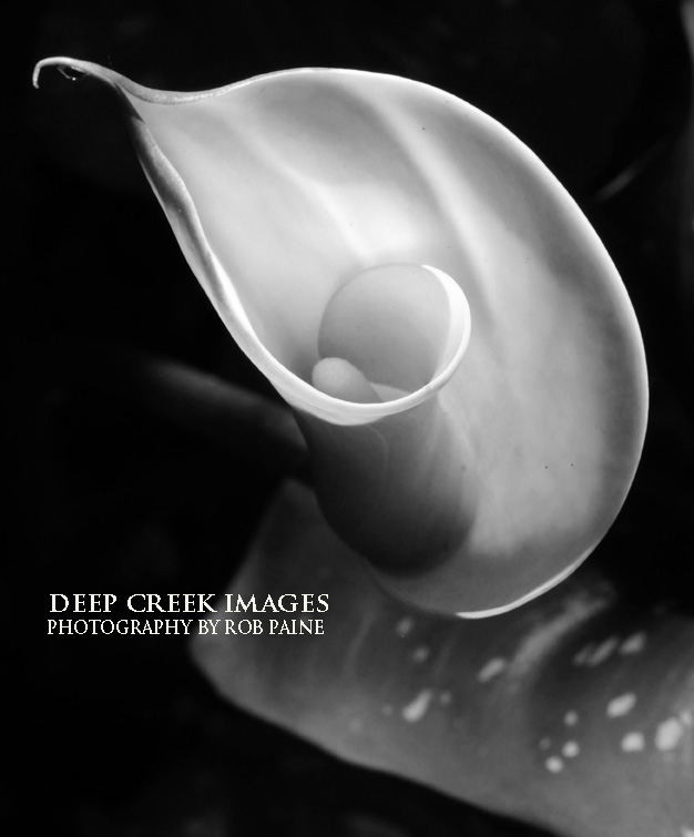  Photo by Rob Paine/Deep Creek Images/Copyright 2016