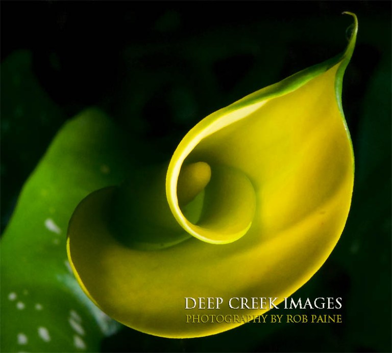  Photo by Rob Paine/Deep Creek Images/Copyright 2016