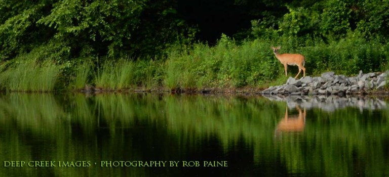 Photo by Rob Paine/Deep Creek Images/Copyright 2016