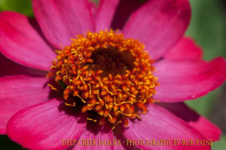 Photo by Rob Paine/Deep Creek Images/Copyright 2016