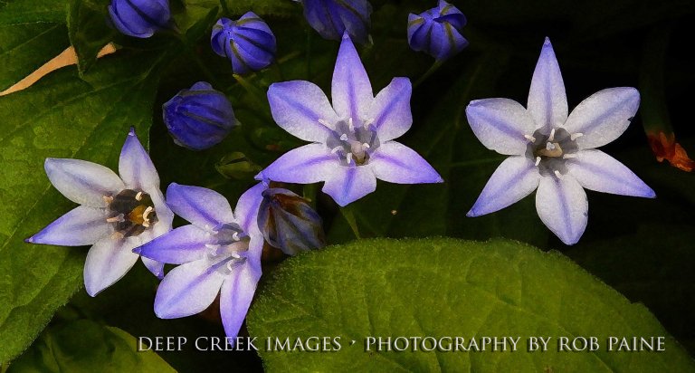 Photo by Rob Paine/Deep Creek Images/Copyright 2016