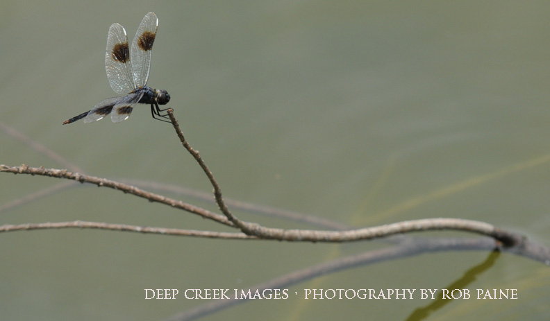 Photo by Rob Paine/Deep Creek Images/Copyright 2016