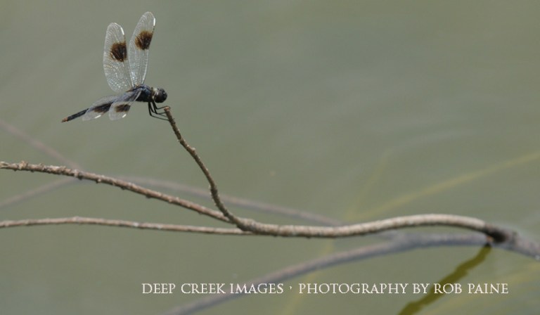 Photo by Rob Paine/Deep Creek Images/Copyright 2016