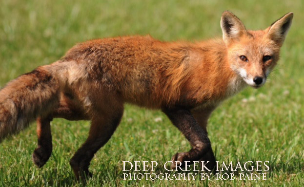 Photo by Rob Paine/Deep Creek Images/Copyright 2016