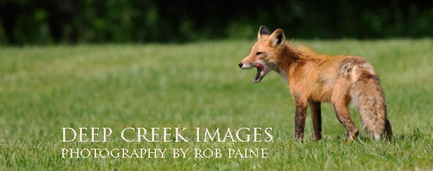  Photo by Rob Paine/Deep Creek Images/Copyright 2016