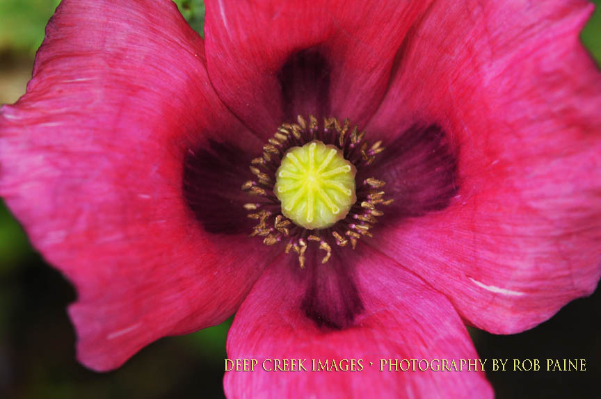 Photo by Rob Paine/Deep Creek Images/Copyright 2016