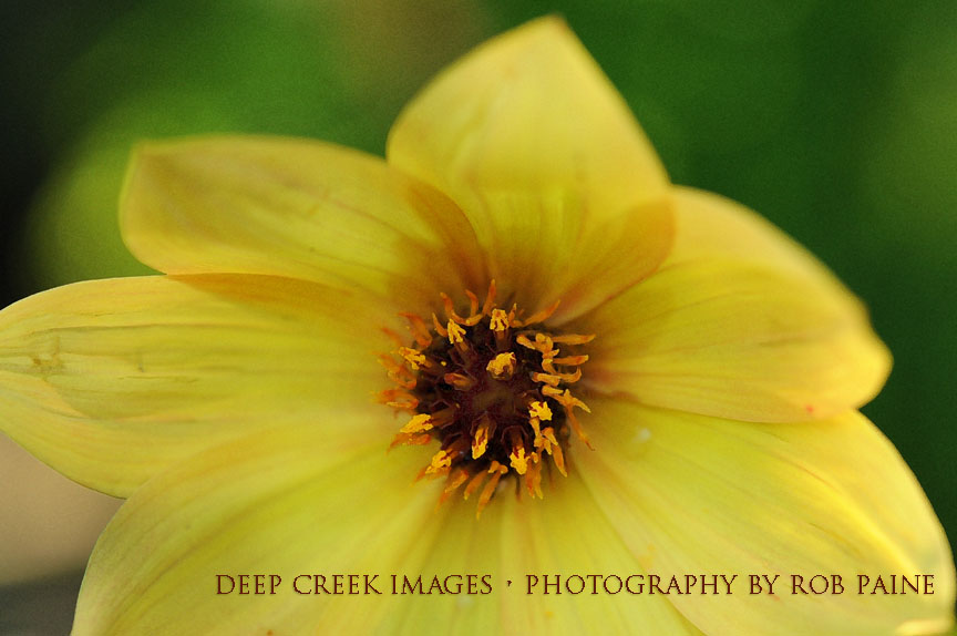 Photo by Rob Paine/Deep Creek Images/Copyright 2016