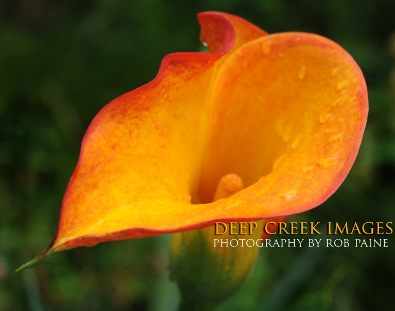  Photo by Rob Paine/Deep Creek Images/Copyright 2016