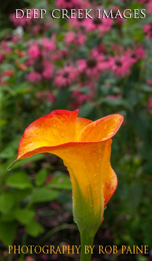  Photo by Rob Paine/Deep Creek Images/Copyright 2016