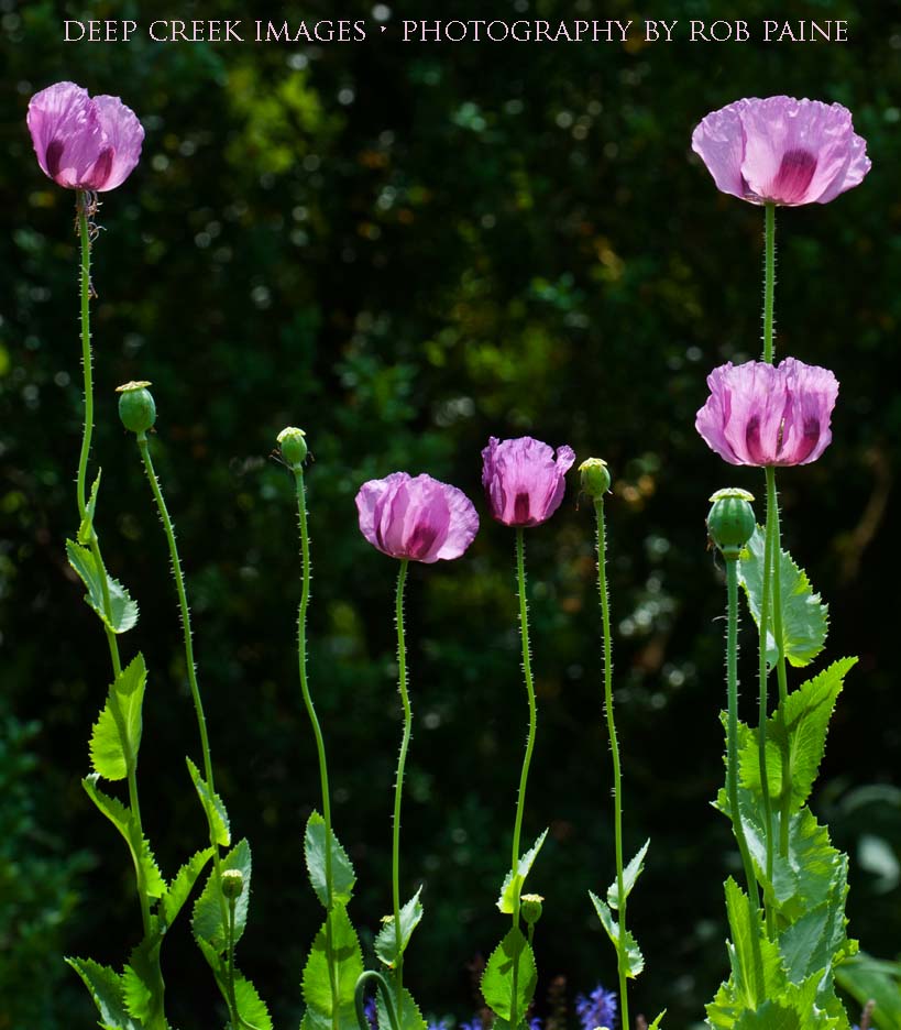 Photo by Rob Paine/Deep Creek Images/Copyright 2016