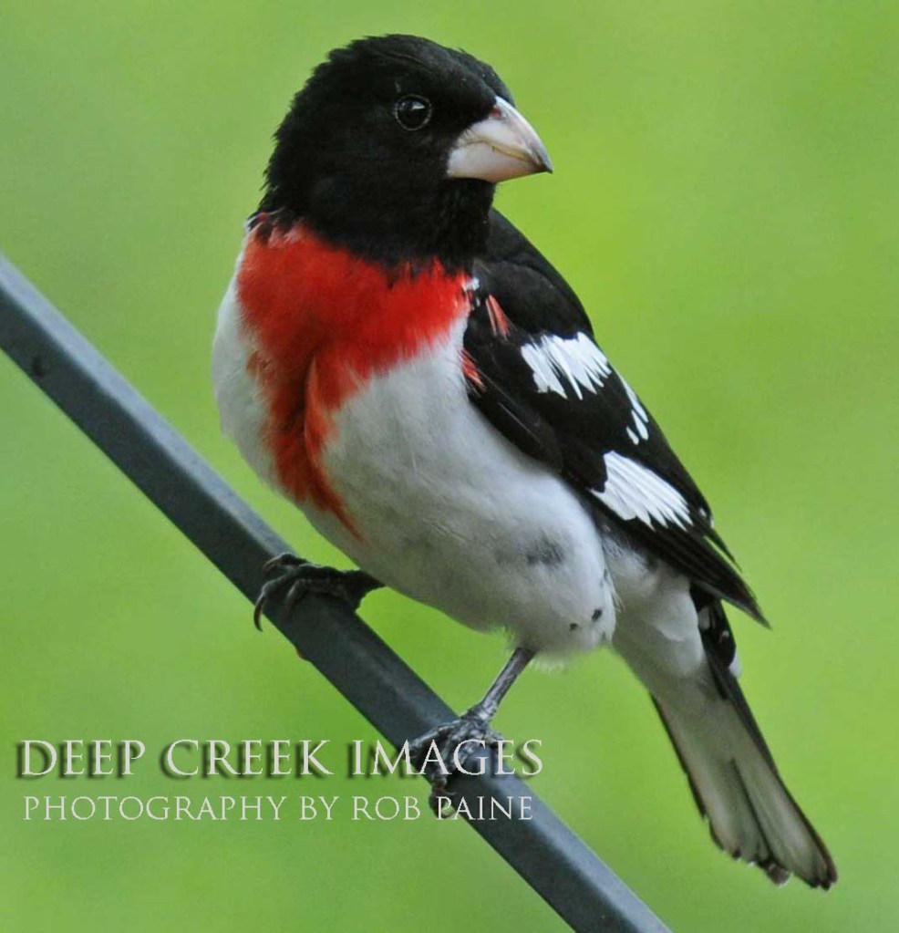 Photo by Rob Paine/Deep Creek Images/Copyright 2016