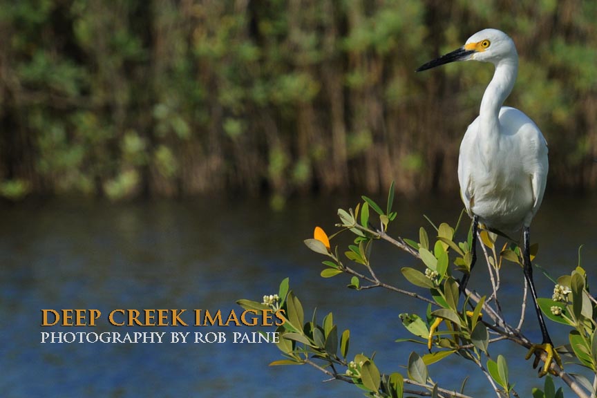 Photo by Rob Paine/Deep Creek Images/Copyright 2016