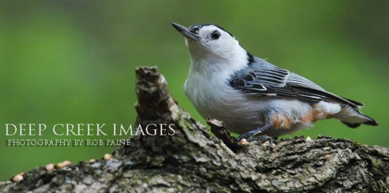 Photo by Rob Paine/Deep Creek Images/Copyright 2016