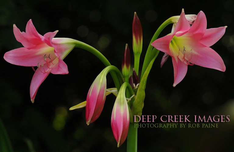  Photo by Rob Paine/Deep Creek Images/Copyright 2016