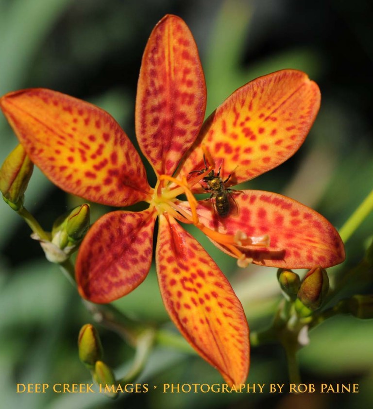  Photo by Rob Paine/Deep Creek Images/Copyright 2016